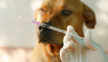 Free pet vaccines event returning Sunday for Jacksonville residents – Action News Jax