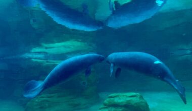 Grand opening of Manatee River Habitat at Jacksonville Zoo and Botanical Gardens – 104.5 WOKV