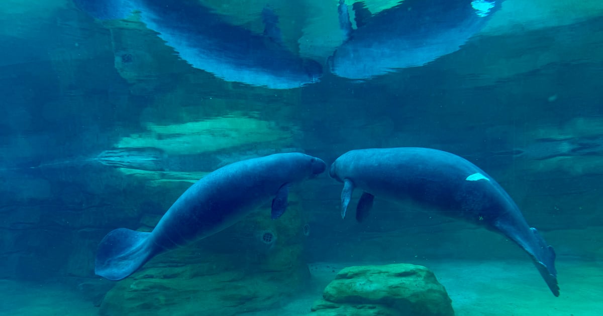 Grand opening of Manatee River Habitat at Jacksonville Zoo and Botanical Gardens – 104.5 WOKV