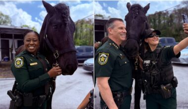 Orange County Sheriff’s Office introduces ‘Big Mac’ patrol horse
