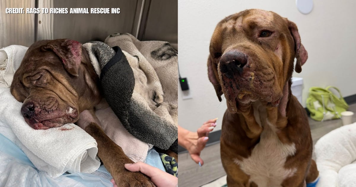 Dogs abandoned at Florida mall, both hit by cars