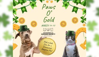 Jacksonville Humane Society launches St. Patrick’s Day adoption event – Action News Jax