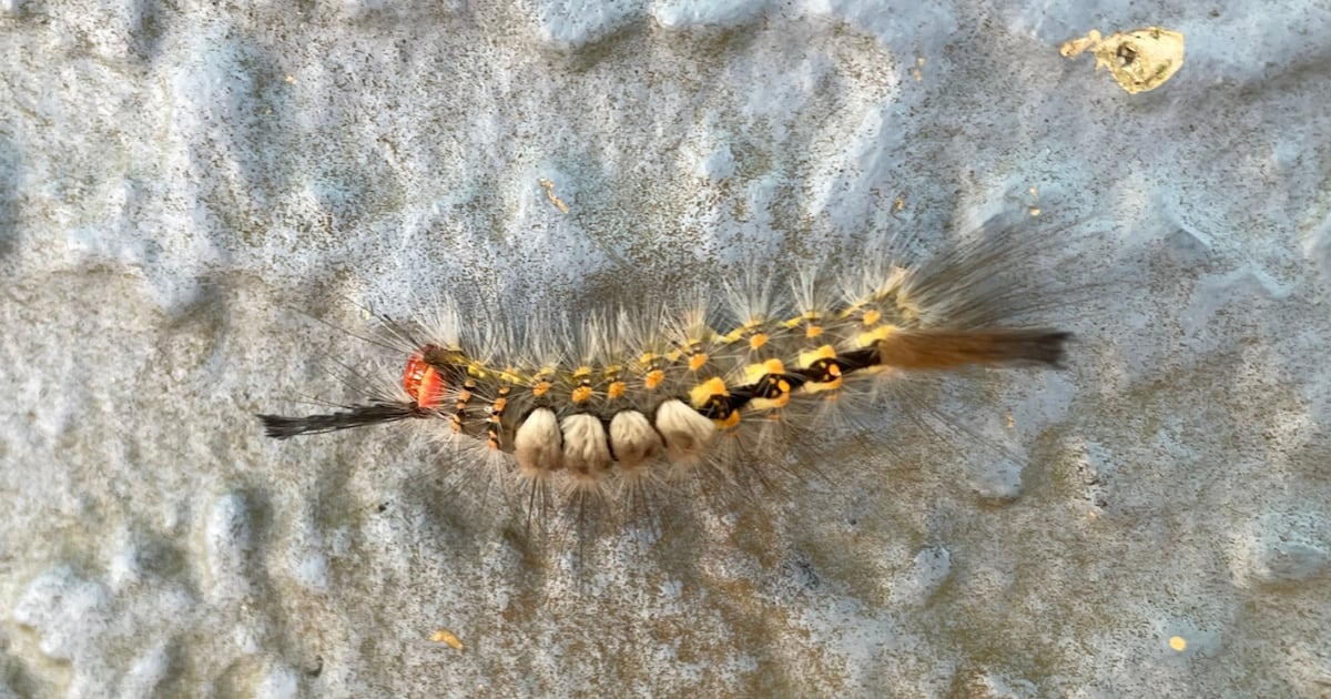 Florida Tussock Moth Caterpillars: Safety Tips