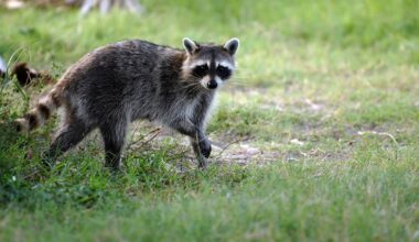 Naval Station Mayport warns of distemper in raccoons – Action News Jax