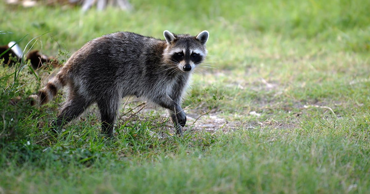 Naval Station Mayport warns of distemper in raccoons – Action News Jax