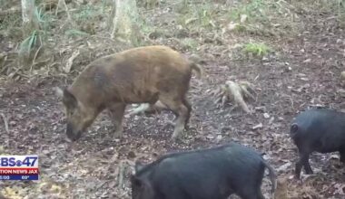 Feral hogs uproot World Golf Village neighborhood; HOA approves trappers – Action News Jax