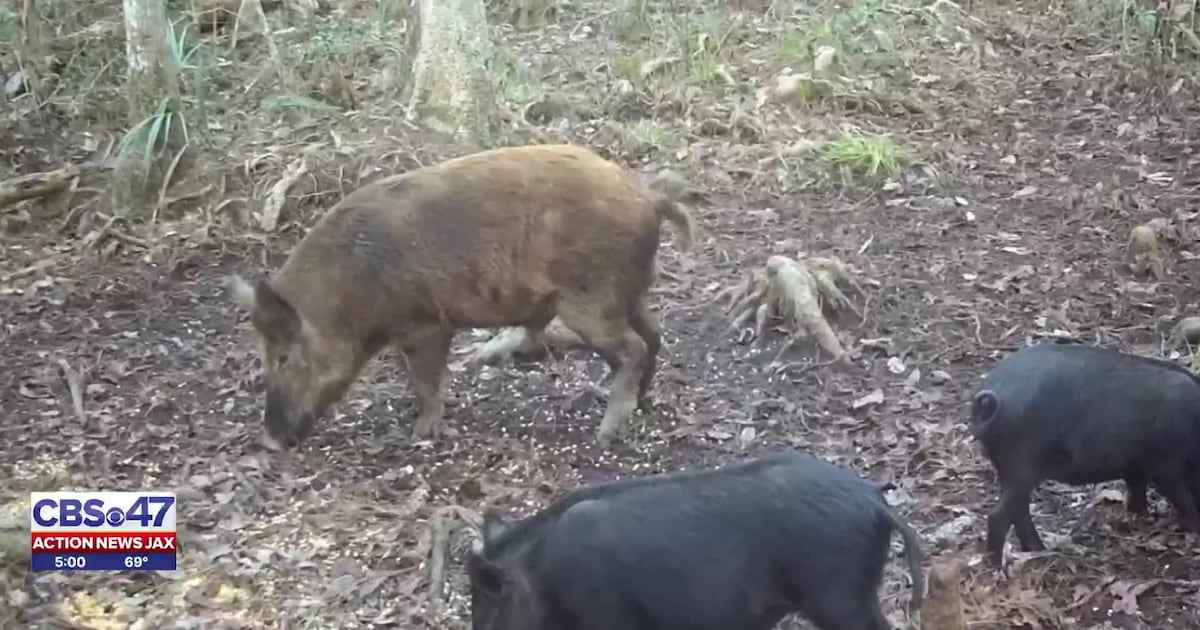 Feral hogs uproot World Golf Village neighborhood; HOA approves trappers – Action News Jax
