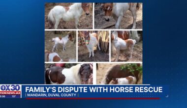 Couple loses horses to rescue following devasting house fire – Action News Jax