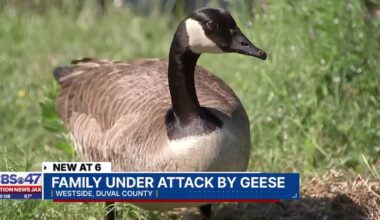 Homeowner can’t use backyard after Canada geese made nest – Action News Jax