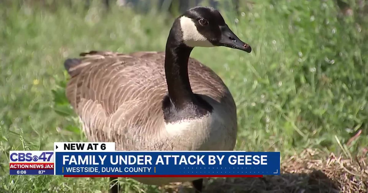 Homeowner can’t use backyard after Canada geese made nest – Action News Jax