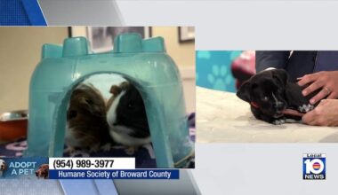 Humane Society of Broward seeks loving home for Bennett, other furry friends