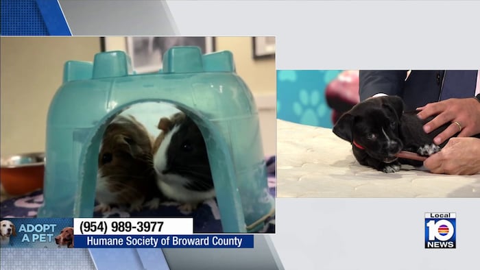 Humane Society of Broward seeks loving home for Bennett, other furry friends