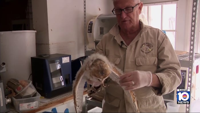 South Florida wildlife expert works to protect injured, orphaned animals