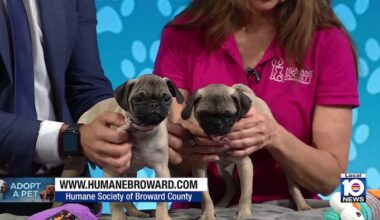 Humane Society of Broward seeks loving, permanent home for sister pugs Thelma & Louise