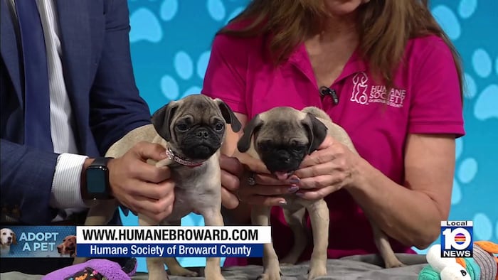 Humane Society of Broward seeks loving, permanent home for sister pugs Thelma & Louise