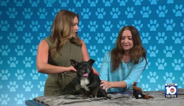 Shadow the dog, Nala the cat up for adoption at Humane Society of Broward