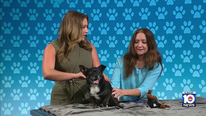 Shadow the dog, Nala the cat up for adoption at Humane Society of Broward