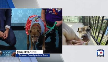 Broward County Animal Care seeks loving, permanent home for Paris, other furry friends