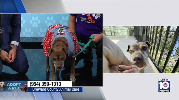 Broward County Animal Care seeks loving, permanent home for Paris, other furry friends