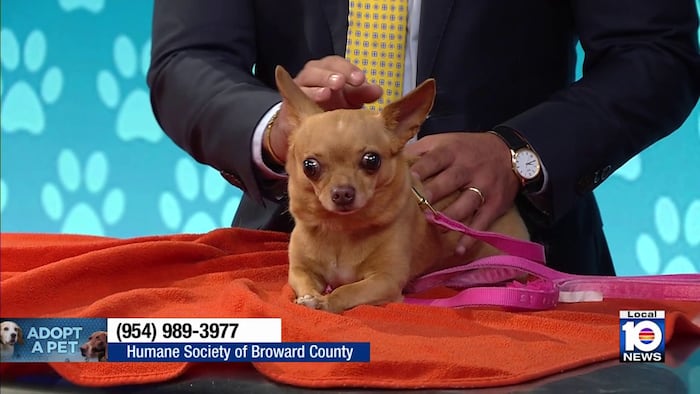 Meet this cute pup in need of a ‘furever’ home!