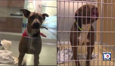 Sweet, loving dogs can get stuck in shelters due to being older, bigger