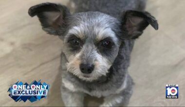 Plantation family distraught after crook caught on camera snatching chihuahua mix