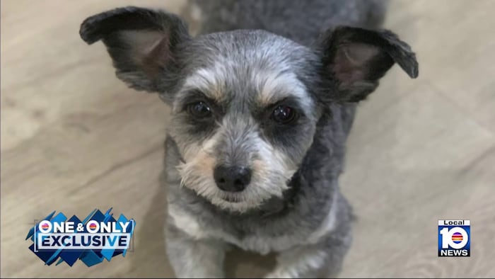 Plantation family distraught after crook caught on camera snatching chihuahua mix