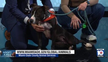 Miami-Dade Animal Services seeks loving home for Sasha, other furry friends