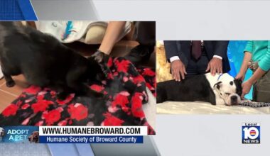 Friendly dog Eeyore adopted after making Local 10 debut, other pets looking for ‘furever’ home