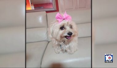Miami family says someone swiped beloved pup