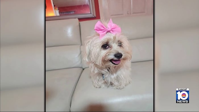 Miami family says someone swiped beloved pup