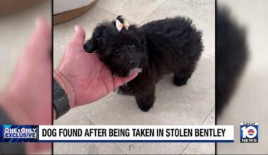 Woman’s puppy found after being dumped from stolen Bentley in Fort Lauderdale