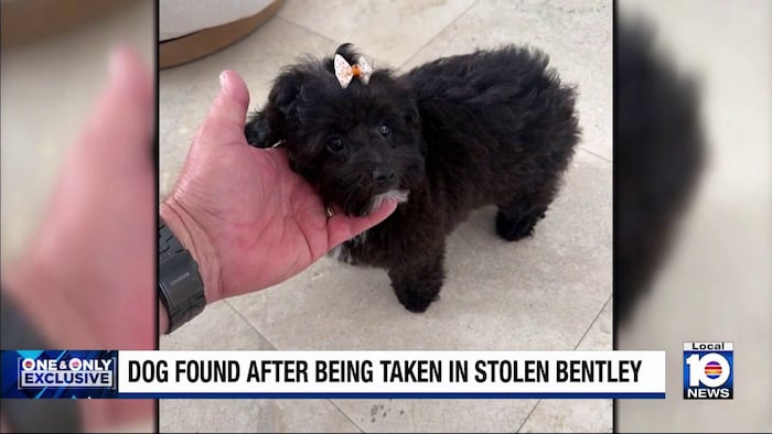 Woman’s puppy found after being dumped from stolen Bentley in Fort Lauderdale