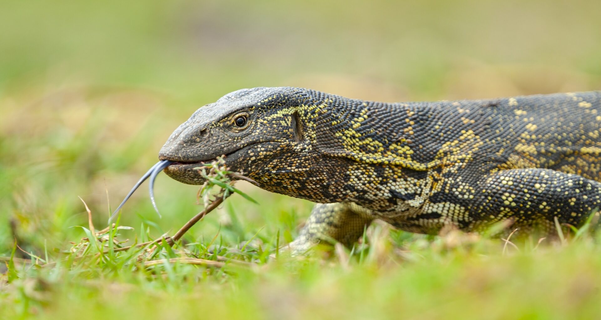 Florida is no stranger to invasive species, and Nile monitors are causing havoc in Cape Coral.