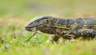 Florida is no stranger to invasive species, and Nile monitors are causing havoc in Cape Coral.