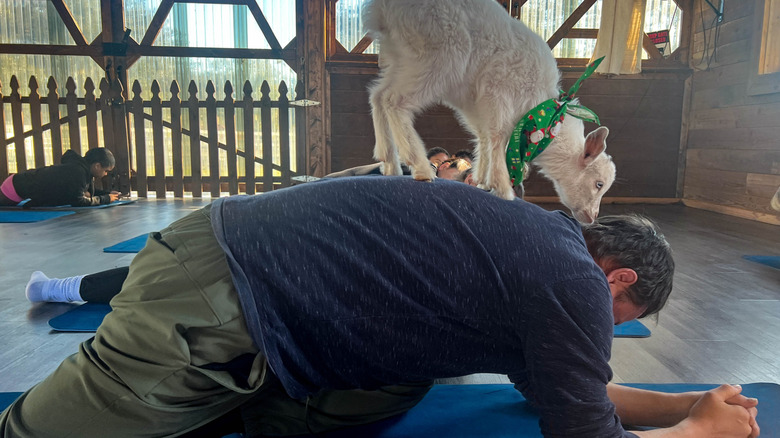 white goat on man's back while he's doing yoga
