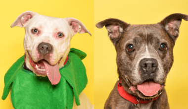 Broward County Animal Care Highlights Kelly and Brownie for Adoption • Coral Springs Talk