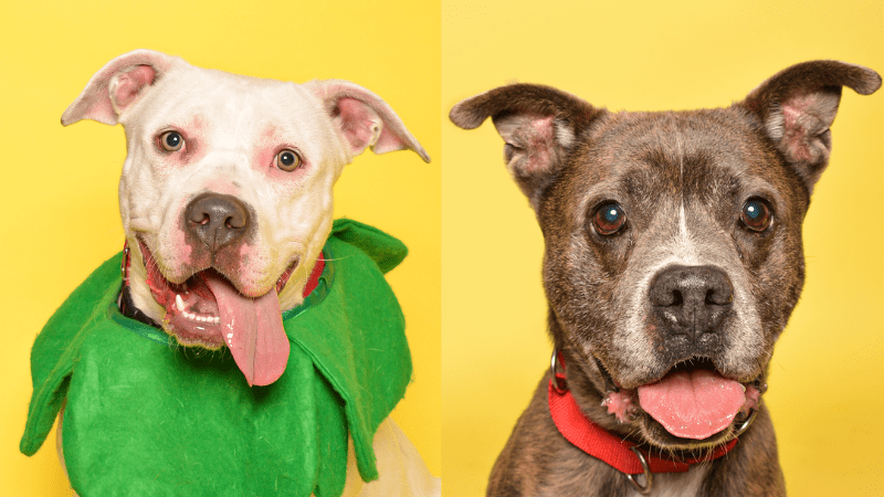 Broward County Animal Care Highlights Kelly and Brownie for Adoption • Coral Springs Talk
