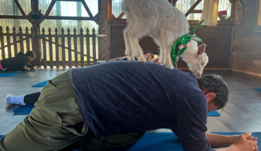 Orlando's Five-Star Farm Experience Offers A Unique Workout And Weekly Goat Cuddles