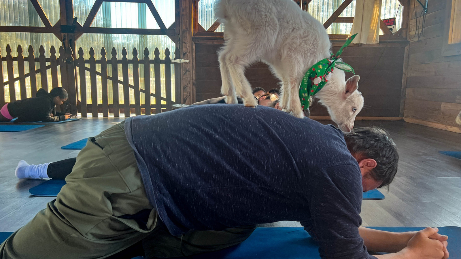 Orlando's Five-Star Farm Experience Offers A Unique Workout And Weekly Goat Cuddles