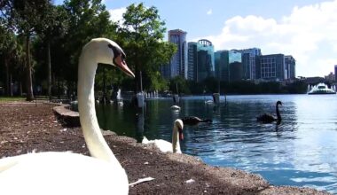 Orlando implements 'no-feeding' policy for Lake Eola swans