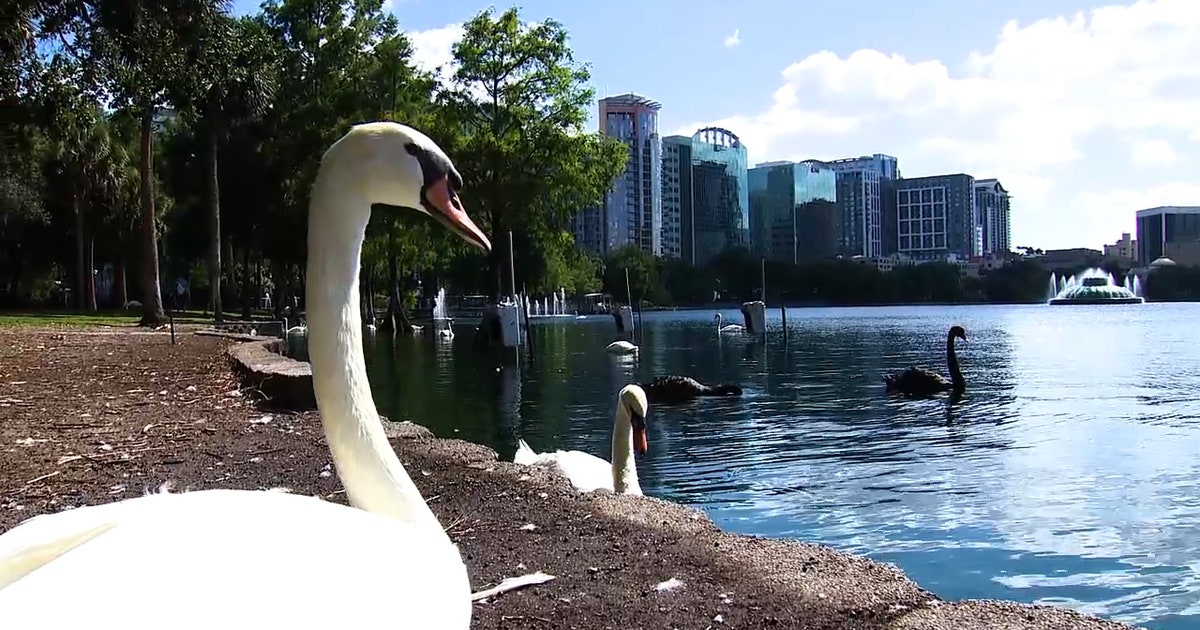 Orlando implements 'no-feeding' policy for Lake Eola swans