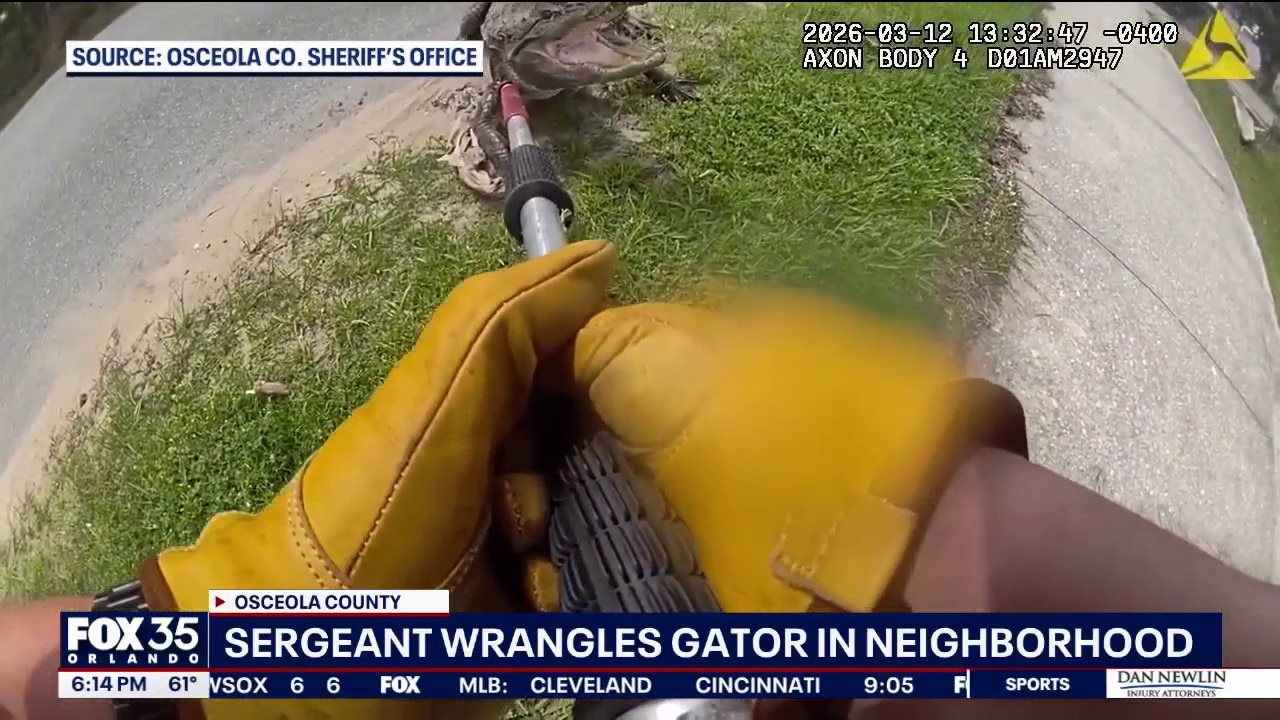 Alligators increasingly spotted in unusual places as mating season approaches