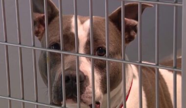 Humane Society of Tampa Bay at ‘critical capacity,’ urging community to adopt or foster larger dogs