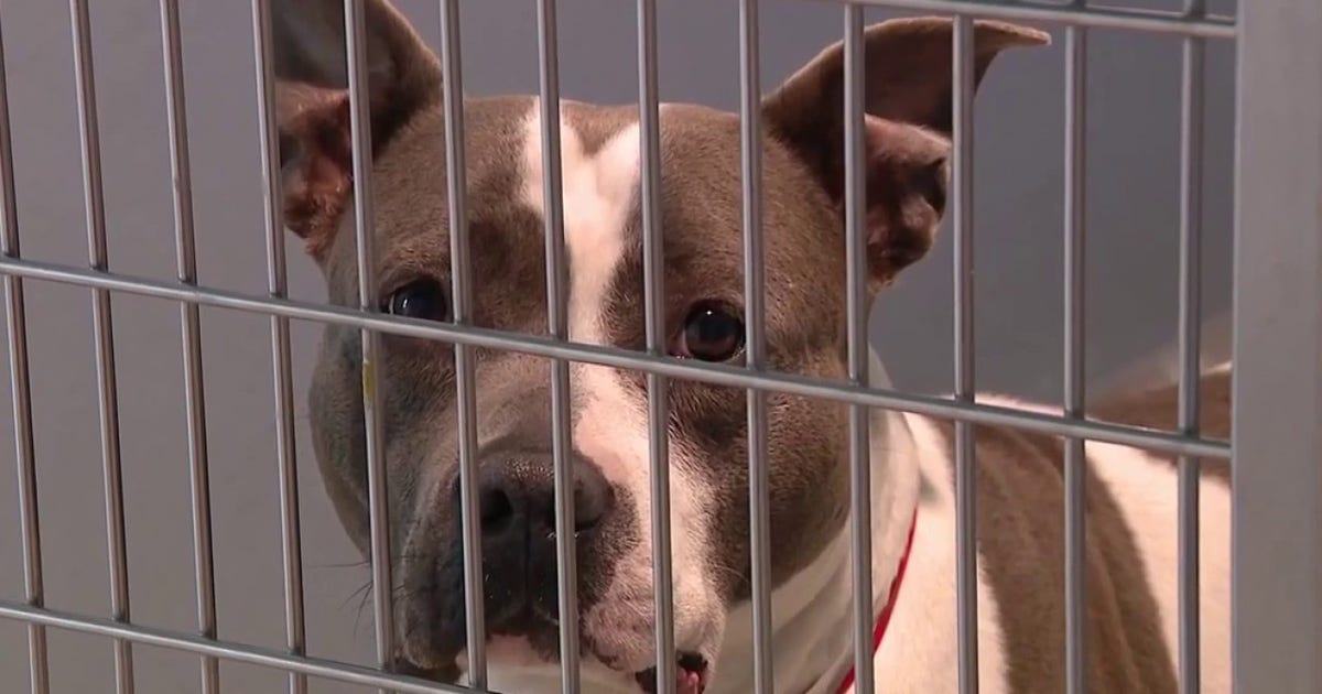 Humane Society of Tampa Bay at ‘critical capacity,’ urging community to adopt or foster larger dogs