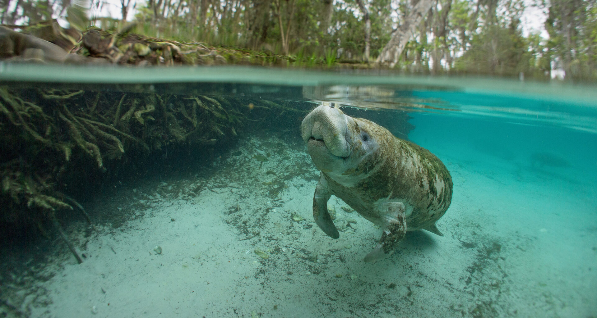 Do more to care for Florida's beloved manatees