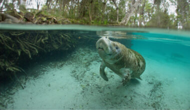 Do more to care for Florida's beloved manatees
