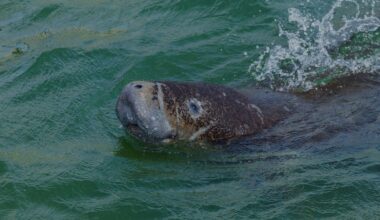 Tampa Electric & Florida Aquarium raise the conservation bar