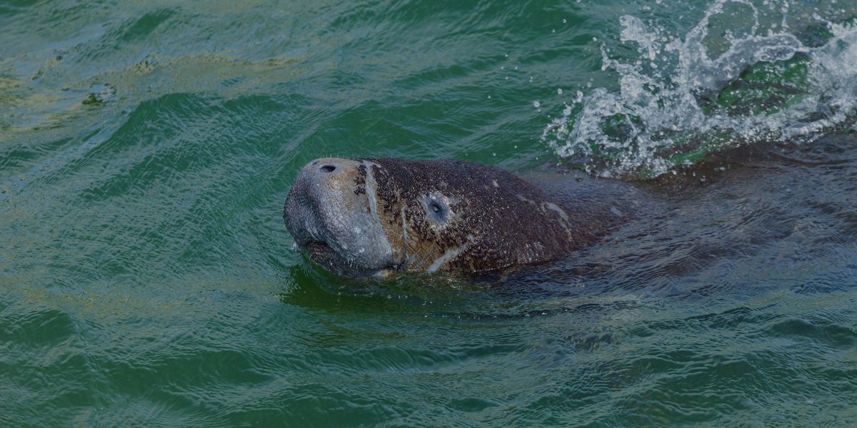 Tampa Electric & Florida Aquarium raise the conservation bar