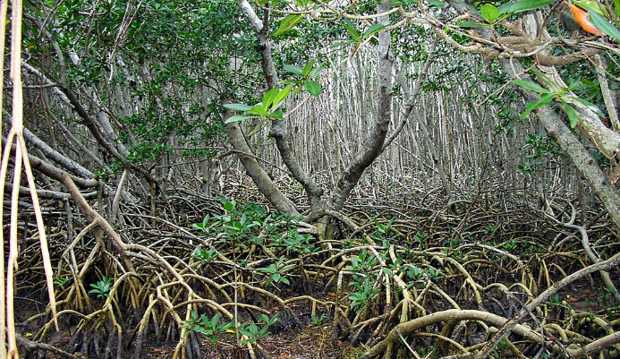 oil pumps in a Canadian field